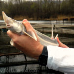 our-fish