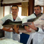 our-fish-3